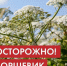 Борщевик Сосновского - административная ответственность. - Ковылкинский район